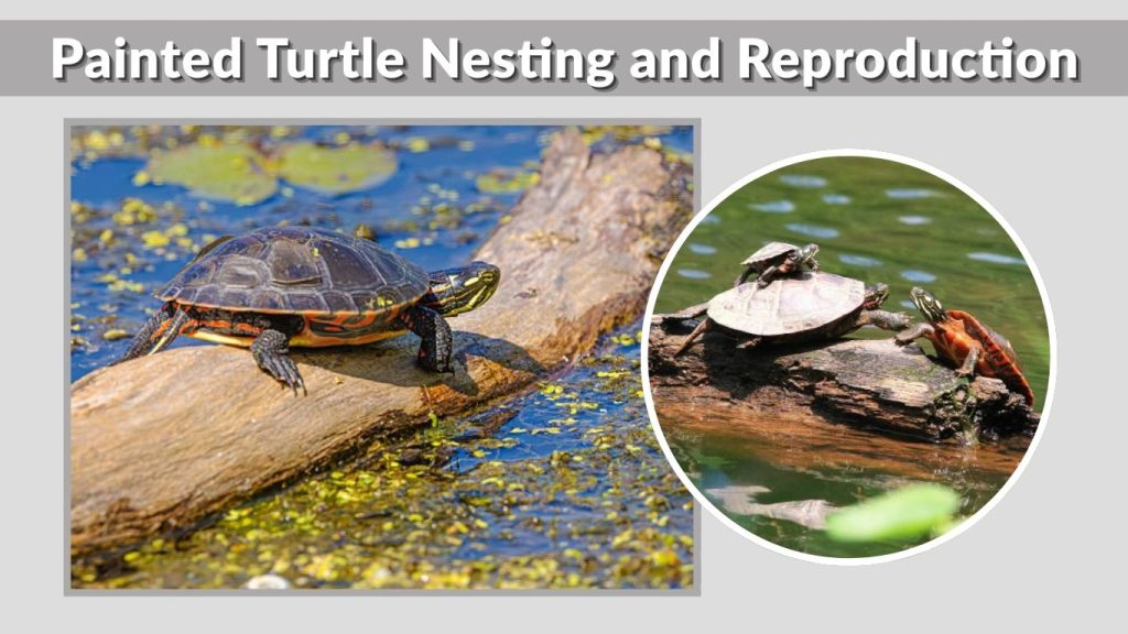 Painted Turtle Nesting and Reproduction