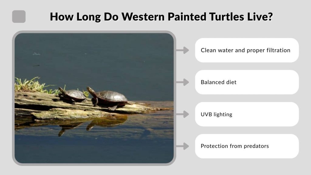 How Long Do Western Painted Turtles Live?