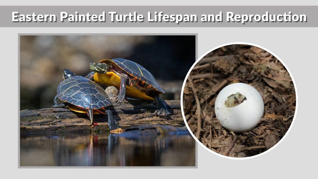 Eastern Painted Turtle Lifespan and Reproduction