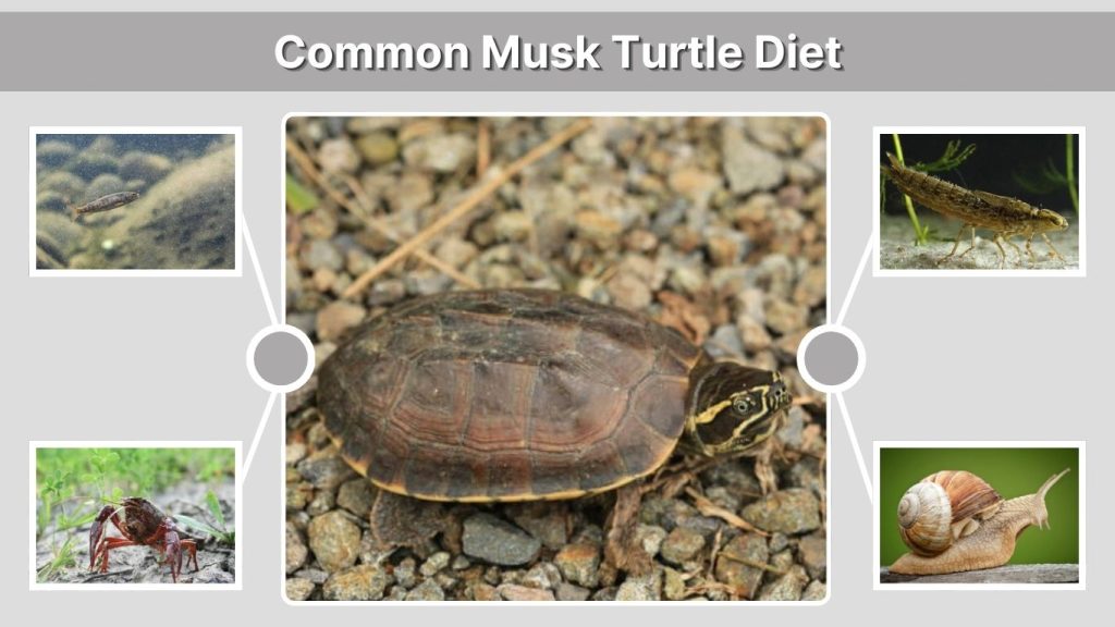 Common Musk Turtle Diet