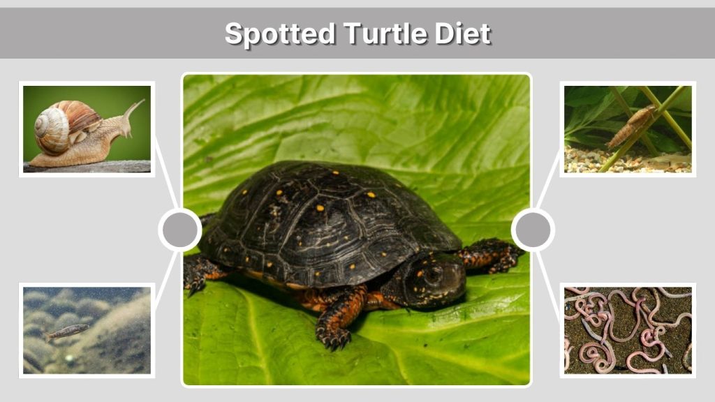 Spotted Turtle Diet
