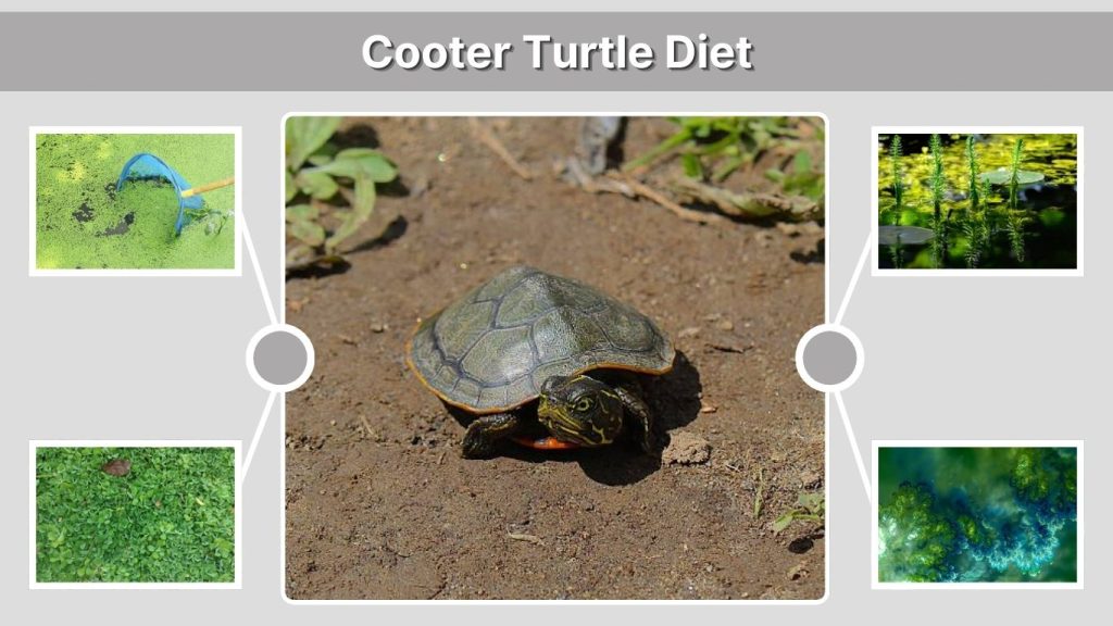 Cooter Turtle Diet