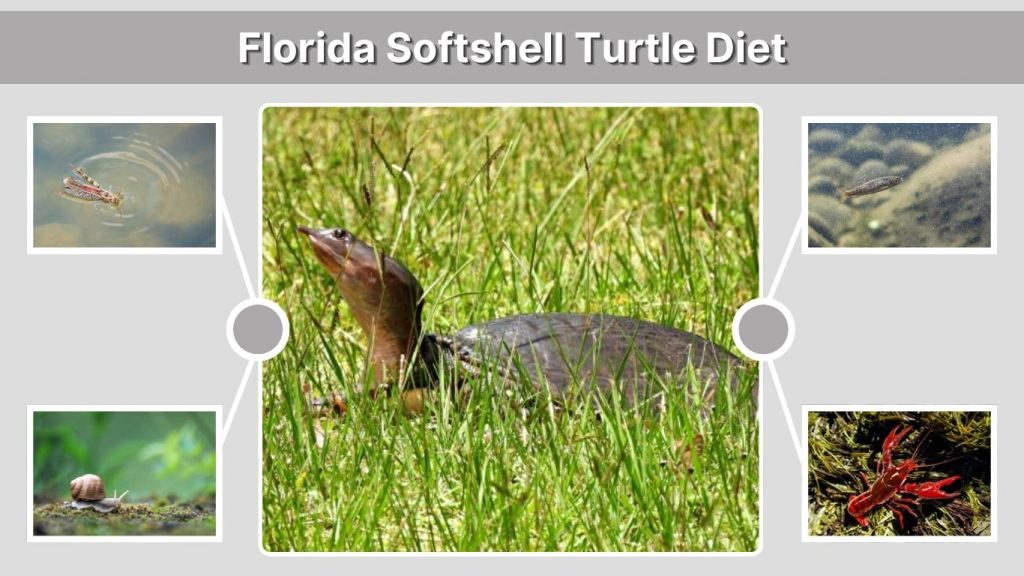 Florida Softshell Turtle Diet