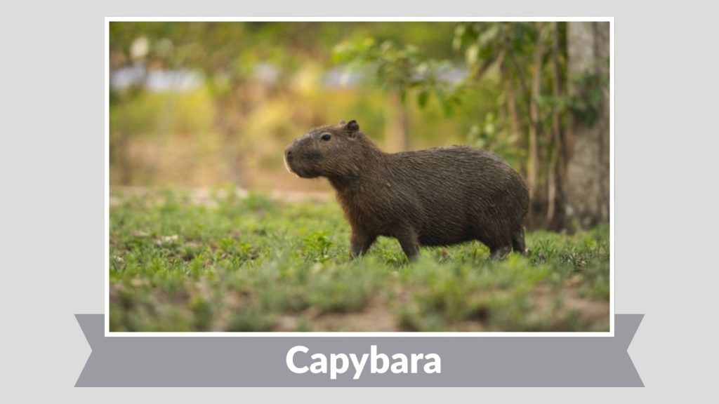 Capybara
