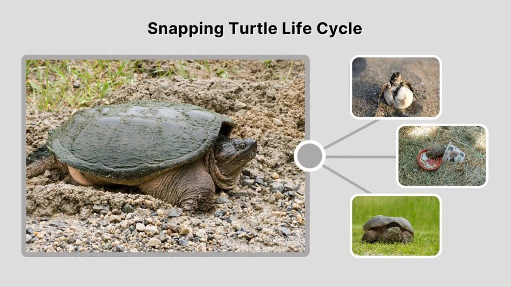 Snapping Turtle Life Cycle
