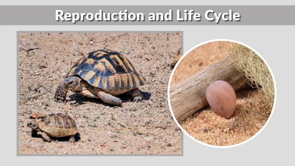 Reproduction and Life Cycle