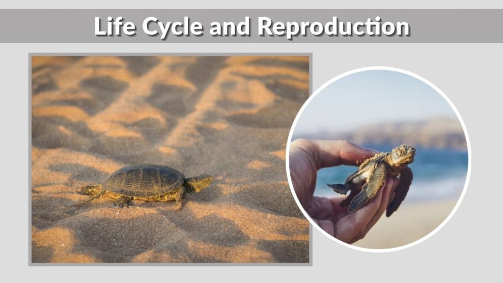 Life Cycle and Reproduction