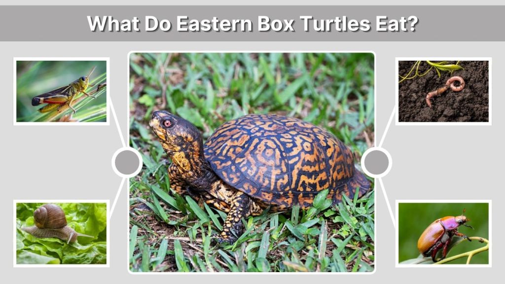 What Do Eastern Box Turtles Eat?