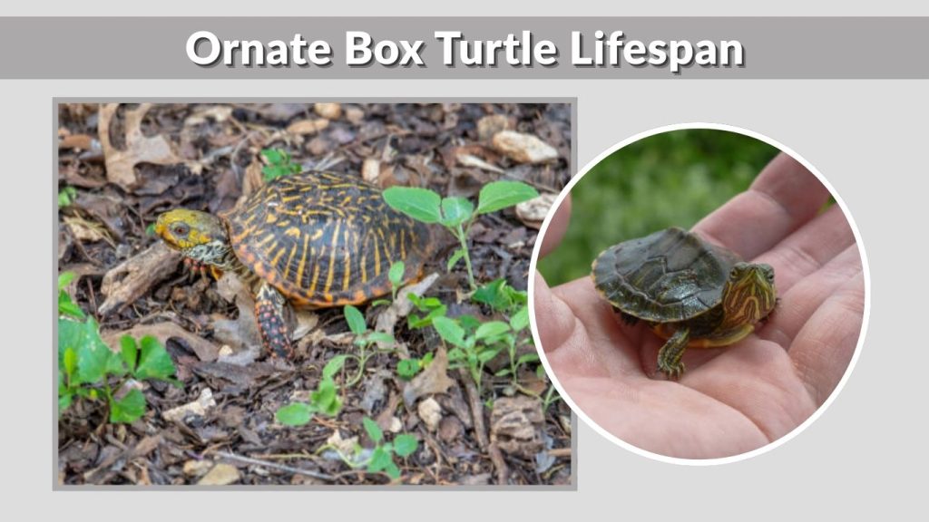 Ornate Box Turtle Lifespan