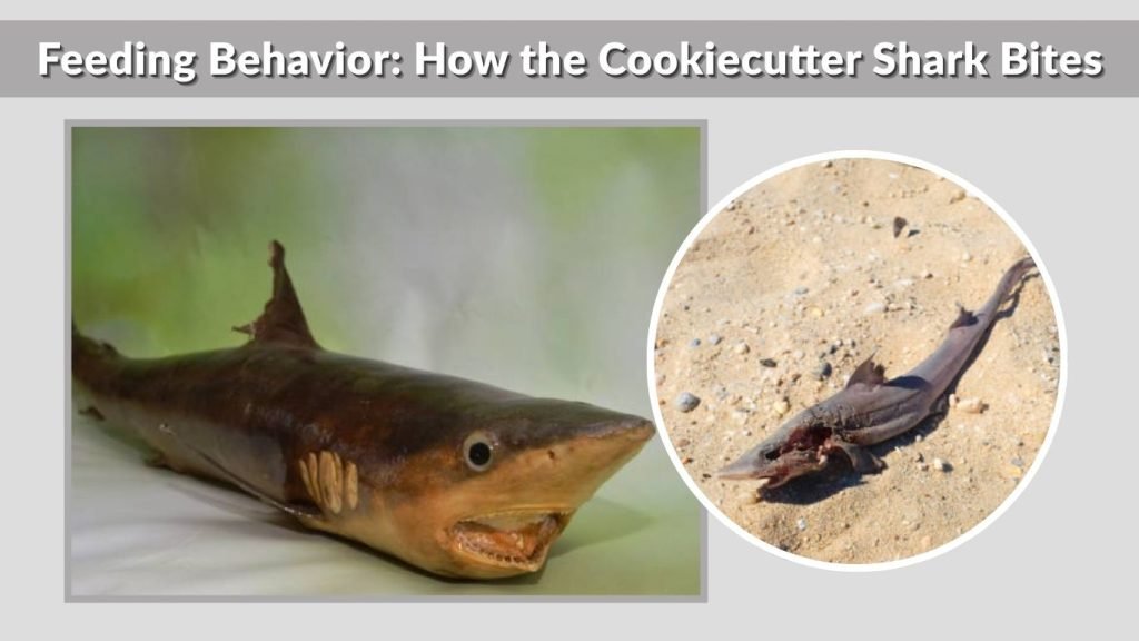 Feeding Behavior: How the Cookiecutter Shark Bites