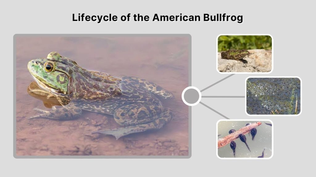 Lifecycle of the American Bullfrog