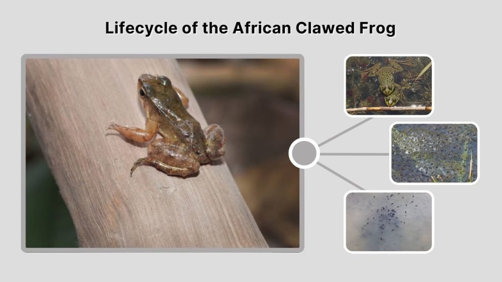 Lifecycle of the African Clawed Frog