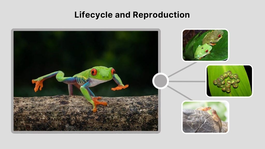 Lifecycle and Reproduction