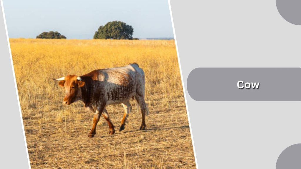 Cow