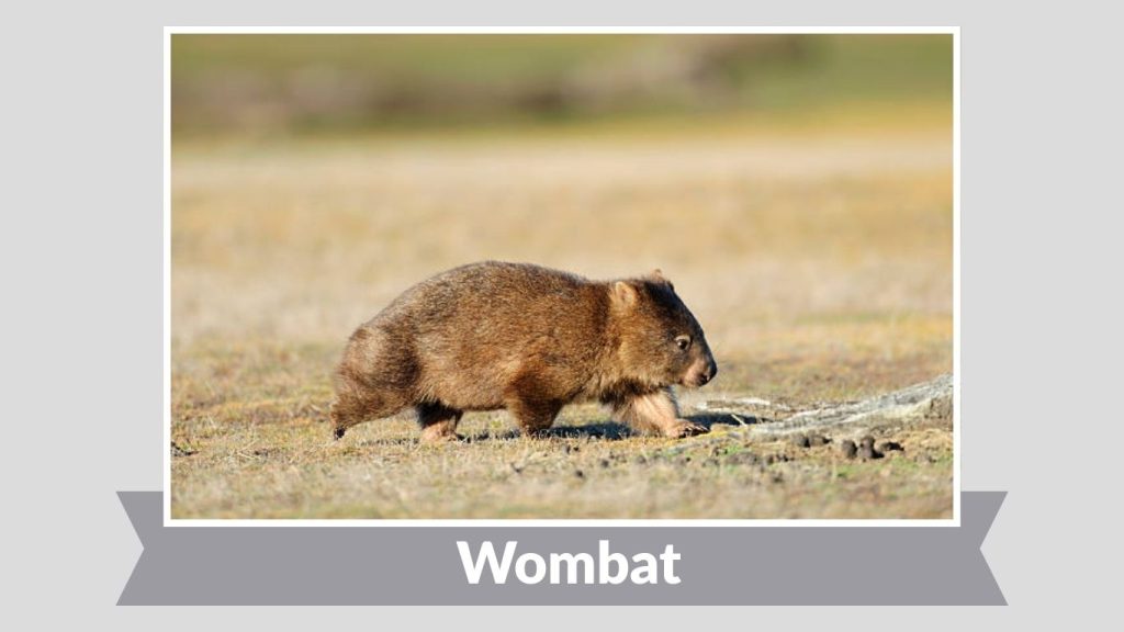 Wombat