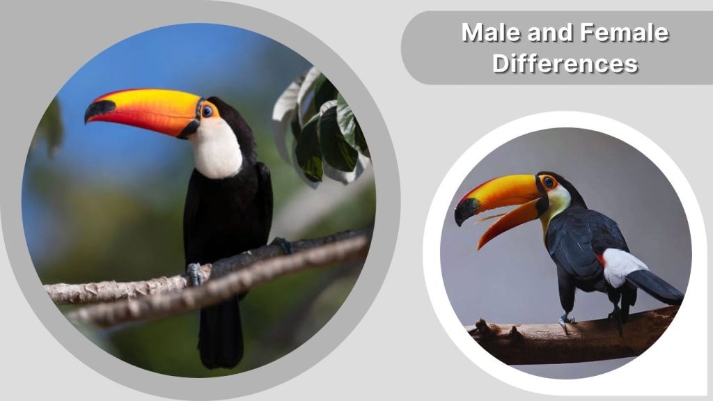 Male and Female Toco Toucan Differences