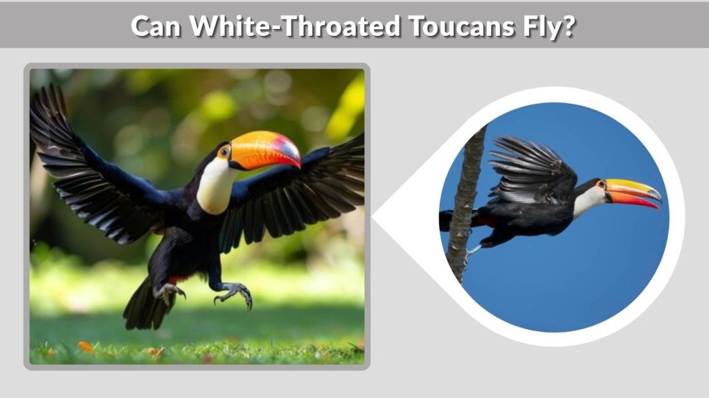 Can White-Throated Toucans Fly?