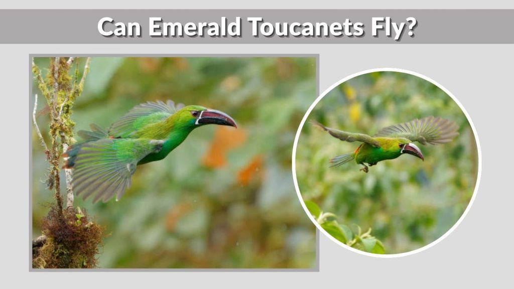 Can Emerald Toucanets Fly?