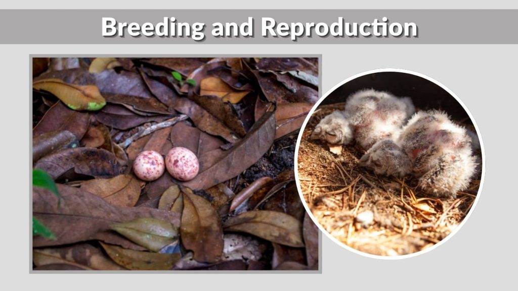 Breeding and Reproduction
