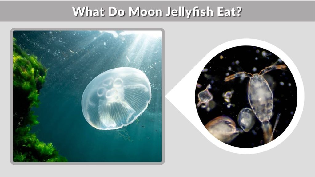What Do Moon Jellyfish Eat?