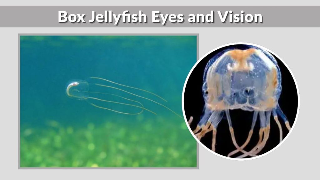 Box Jellyfish Eyes and Vision