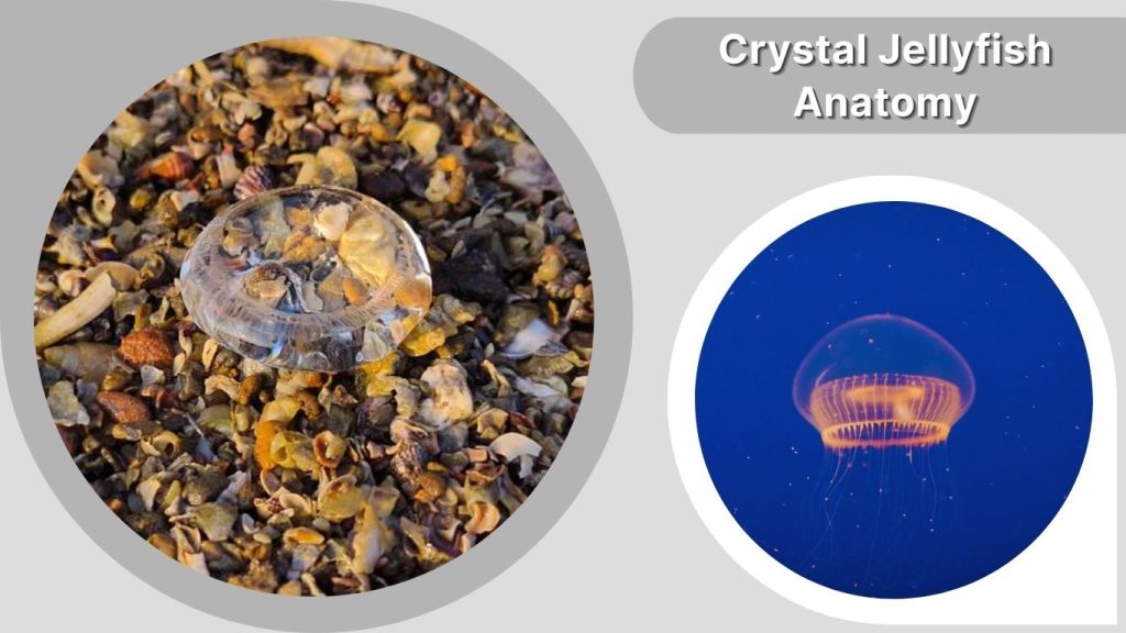 Crystal Jellyfish Anatomy
