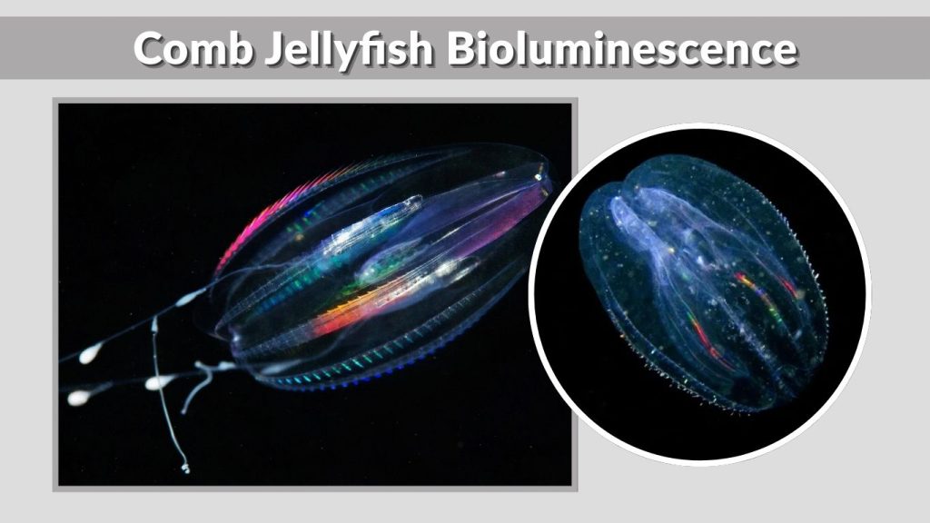 Comb Jellyfish Bioluminescence