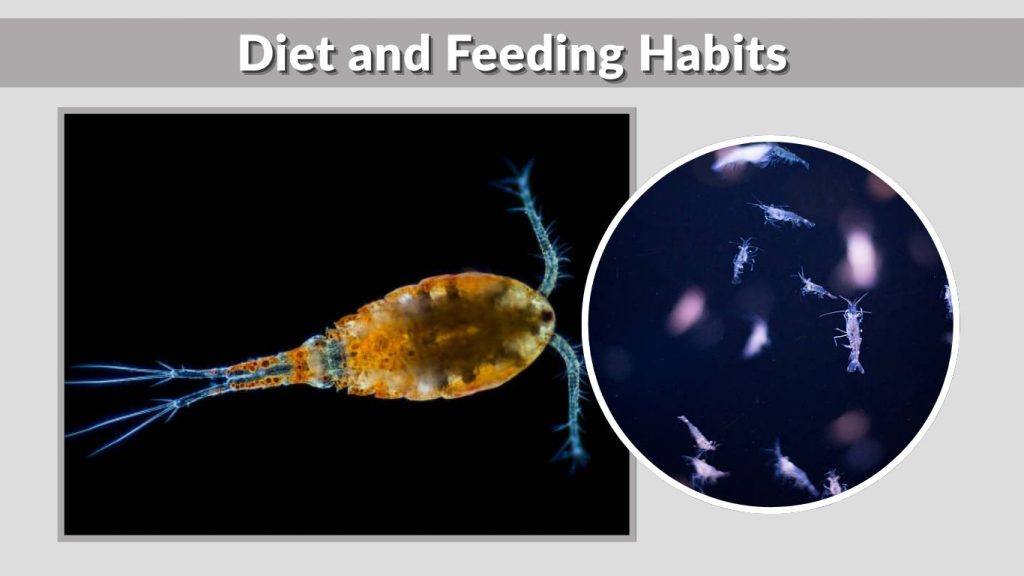 Diet and Feeding Habits