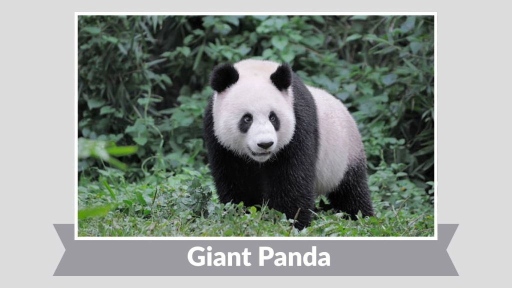 Giant Panda