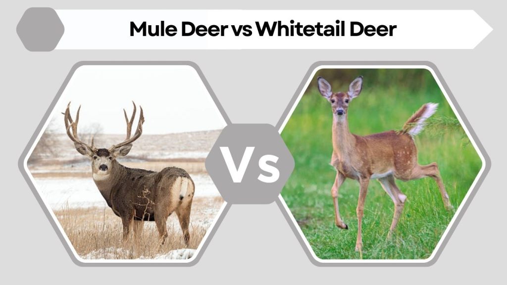Mule Deer vs Whitetail Deer