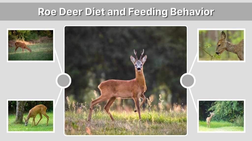 Roe Deer Diet and Feeding Behavior
