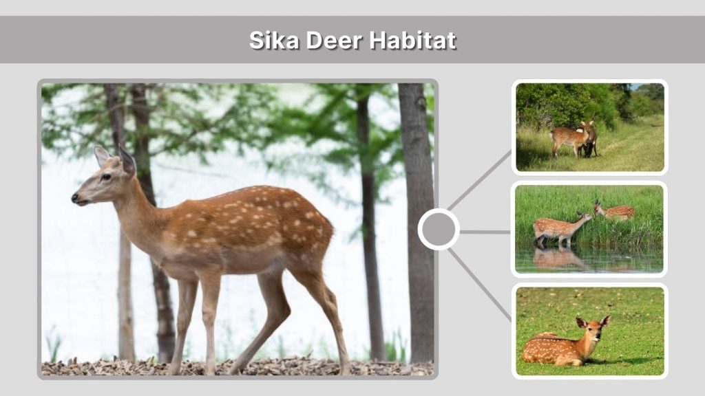 Sika Deer Habitat