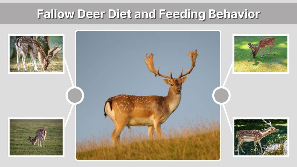 Fallow Deer Diet and Feeding Behavior