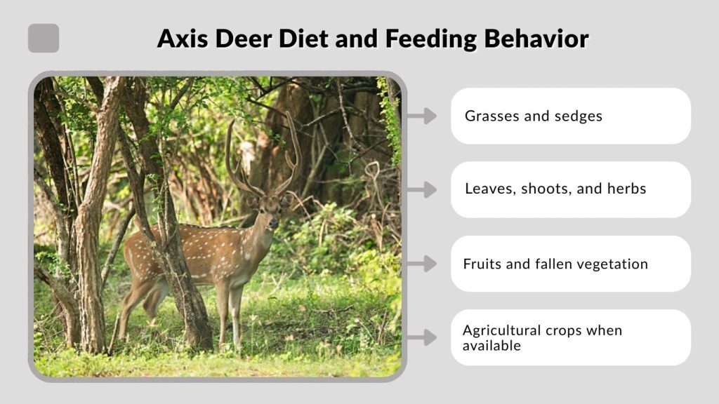 Axis Deer Diet and Feeding Behavior