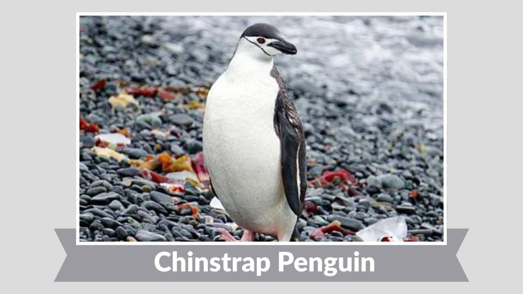 Chinstrap Penguin