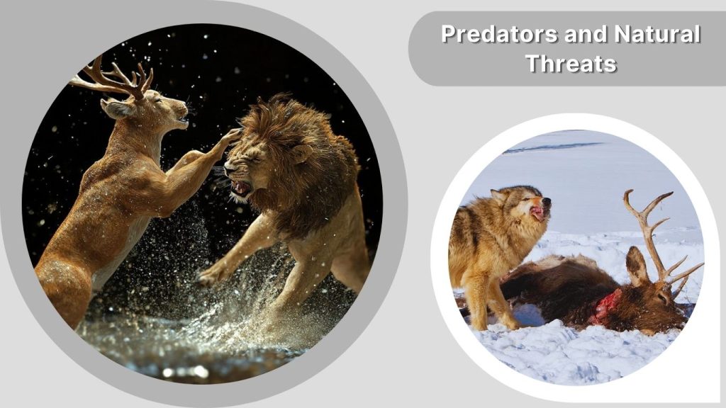 Predators and Natural Threats