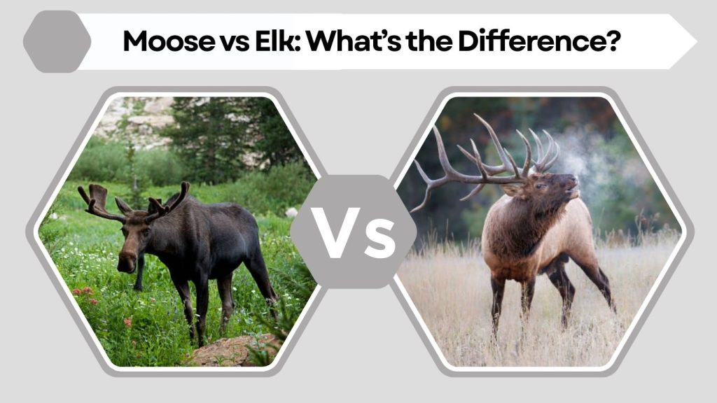 Moose vs Elk: What’s the Difference?