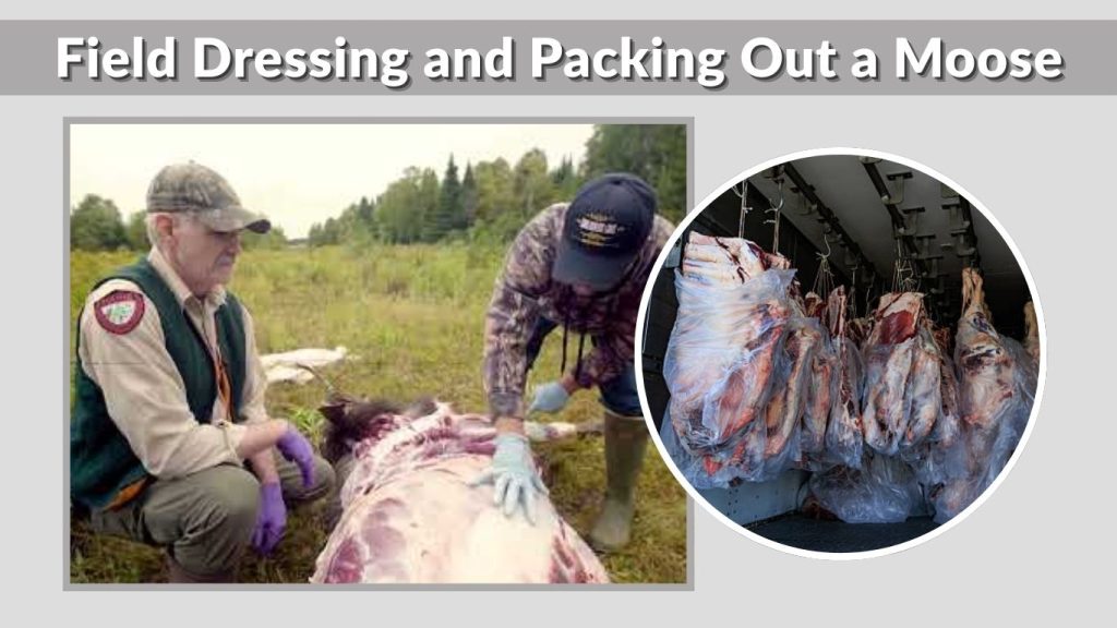 Field Dressing and Packing Out a Moose