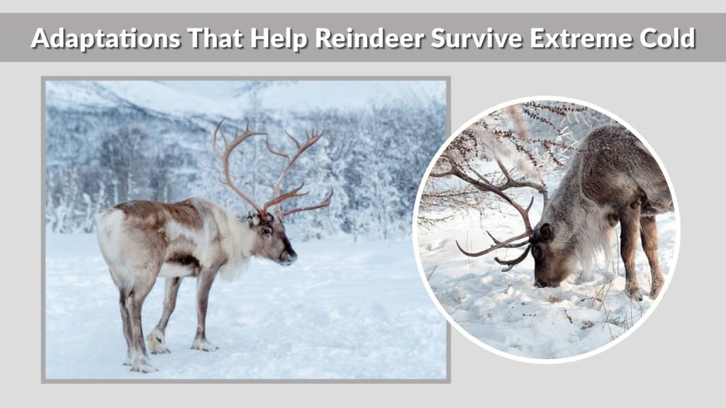 Adaptations That Help Reindeer Survive Extreme Cold