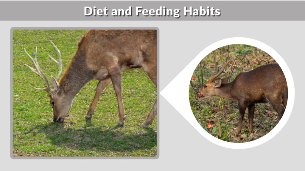 Diet and Feeding Habits