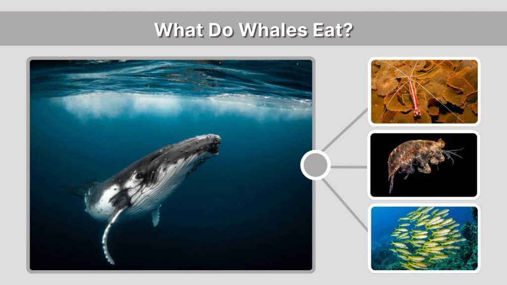 What Do Whales Eat?