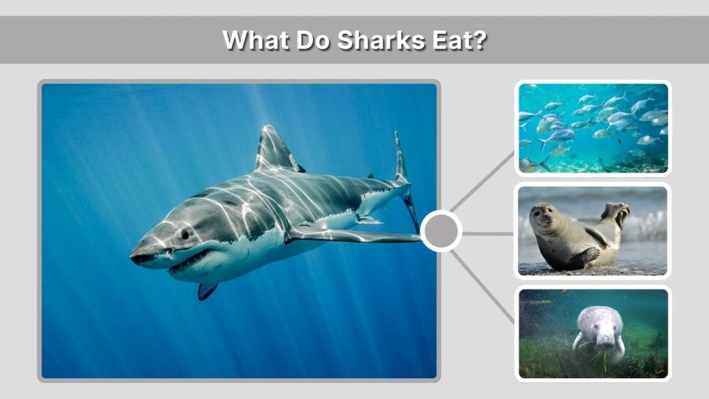 What Do Sharks Eat?