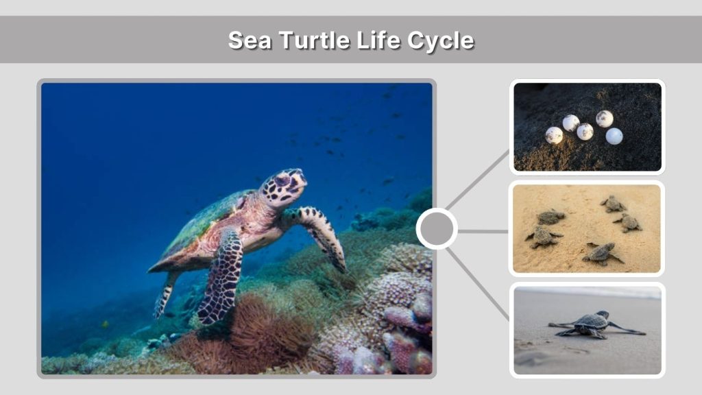 Sea Turtle Life Cycle