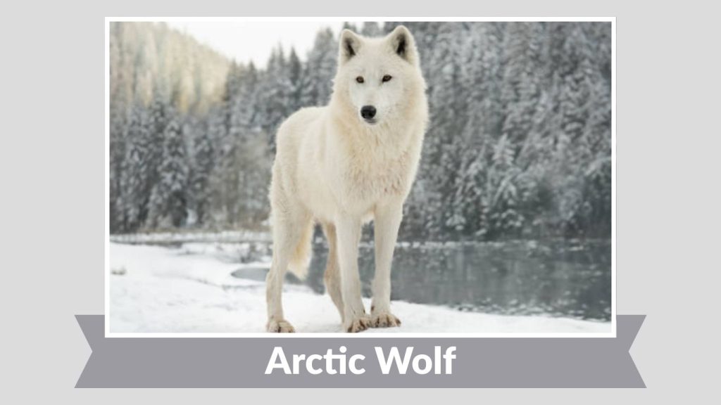 Arctic Wolf