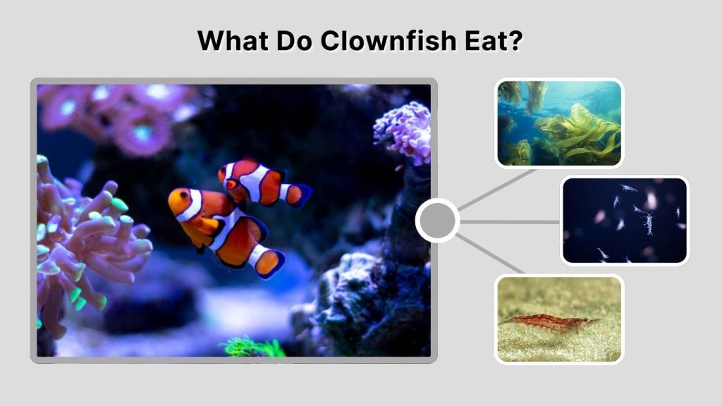 What Do Clownfish Eat?