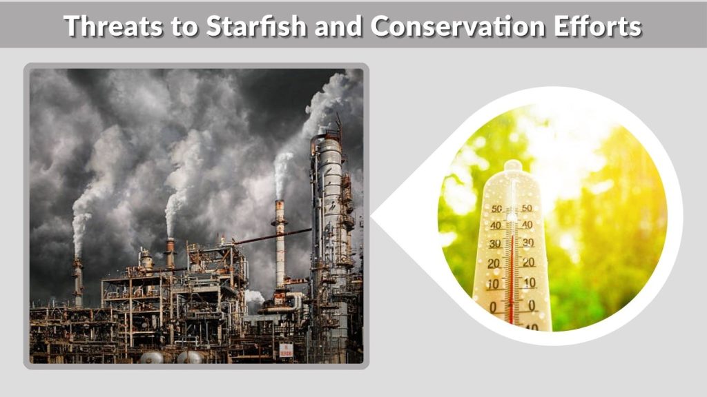 Threats to Starfish and Conservation Efforts