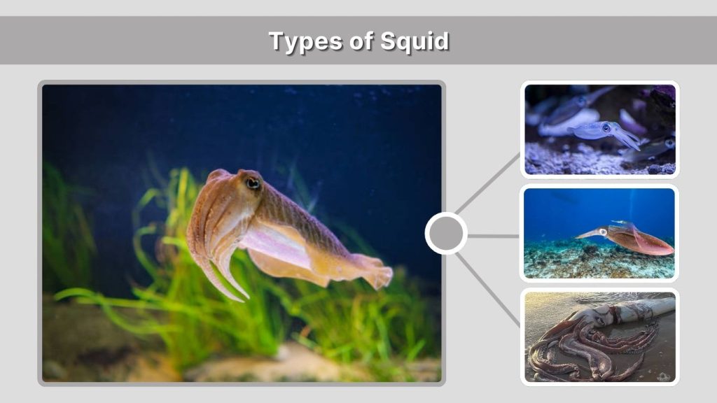 Types of Squid