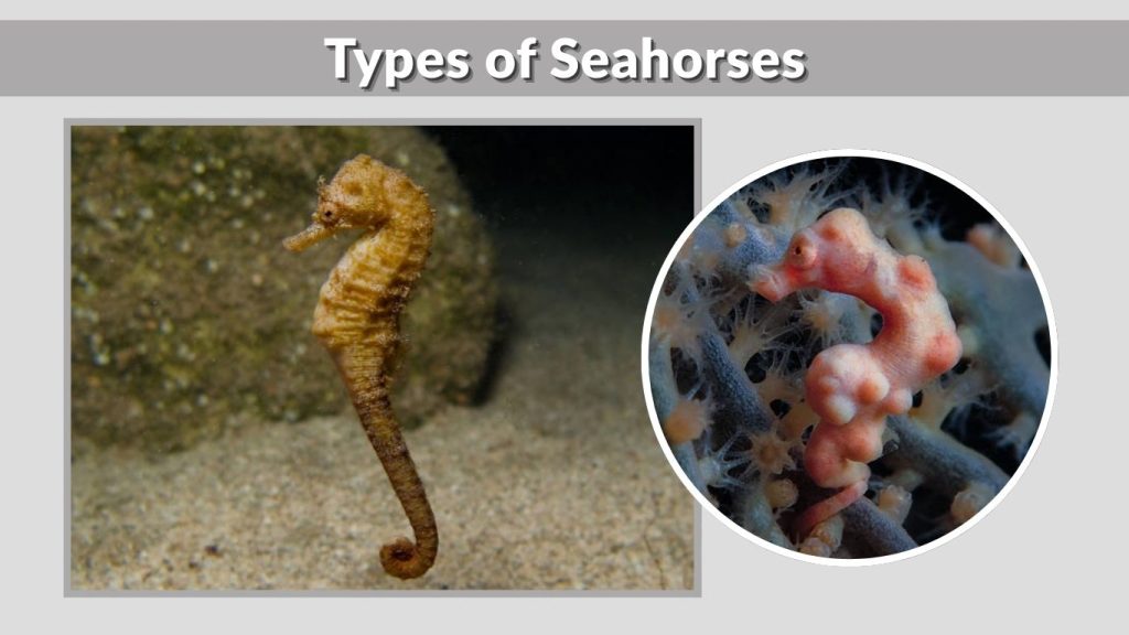 Types of Seahorses