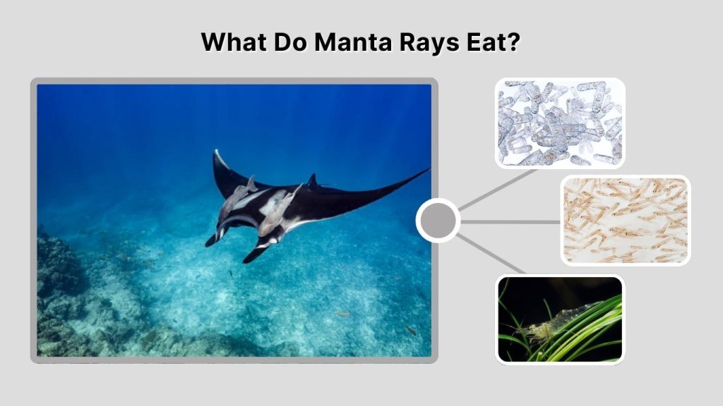 What Do Manta Rays Eat?