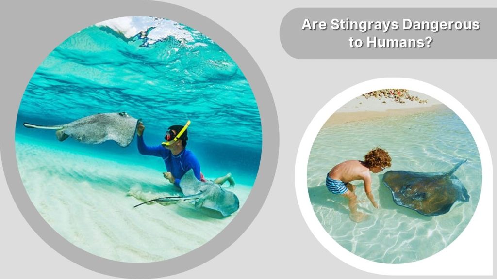 Are Stingrays Dangerous to Humans?